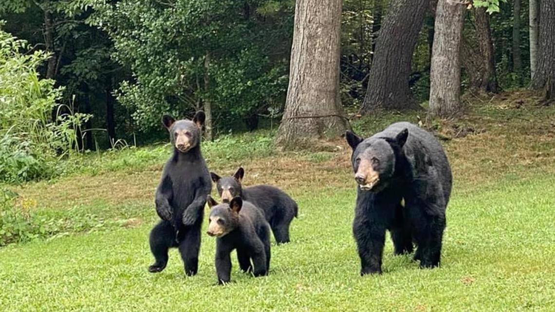 Bear Mountain Hollow-Free Dollywood Ticket- Cozy Cabin With A Hot Tub, Arcade & Deck Close To Town Pigeon Forge Ngoại thất bức ảnh